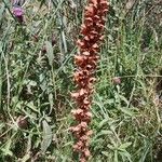 Orobanche rapum-genistae Buveinė