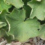 Alchemilla mollis Liść