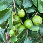 Psidium cattleyanum Fruct