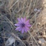 Xeranthemum annuumFlower