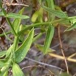 Stachys glutinosa Foglia