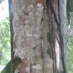 Cecropia schreberiana Corteza