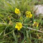Trigonella esculenta Çiçek