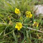 Trigonella esculenta Flower