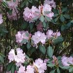 Rhododendron vernicosum Blomma