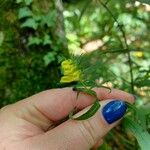 Melampyrum sylvaticumFlor