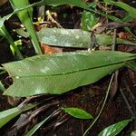 Asplenium africanum Leaf