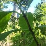 Ehretia dicksonii Bark