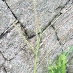 Paspalum paniculatum Leaf