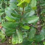 Austrobuxus carunculatus 葉