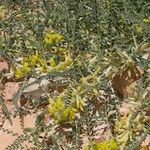 Astragalus akkensis Hàbitat