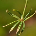 Galium pumilum 葉