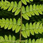 Dryopteris remota Frunză