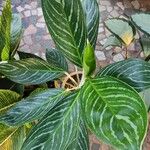 Aglaonema nitidum Feuille