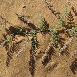 Astragalus vogelii Liść