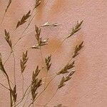 Eragrostis tenuifolia Vrucht