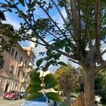 Lagerstroemia speciosa Blad