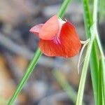 Lathyrus sphaericus Květ