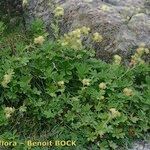 Potentilla valderia Libunga