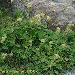 Potentilla valderia Habit