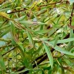 Salix purpurea Blad