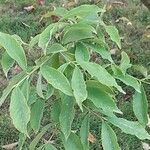 Euonymus wilsonii Leaf