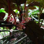 Begonia mannii Blomst
