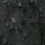 Vantanea guianensis Кора