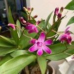 Dendrobium kingianum Λουλούδι
