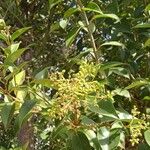 Ligustrum lucidumBlad