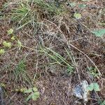 Bupleurum ranunculoides Habit