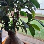 Ficus elasticaFuelha