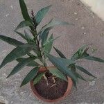 Justicia gendarussa Лист