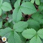 Fragaria moschata Leht