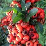 Pyracantha coccinea Fruit