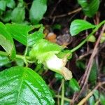 Drymonia serrulata Flor