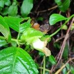 Drymonia serrulata Fleur