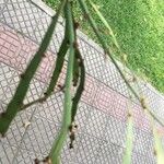 Phyllanthus epiphyllanthus Лист