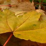 Acer pictum Leaf