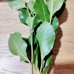 Catha edulis Φύλλο