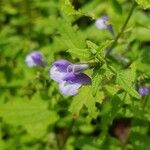 Scutellaria galericulata Flor