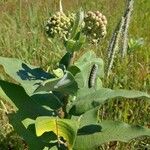 Asclepias latifolia ᱥᱟᱠᱟᱢ