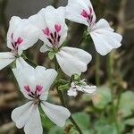 Pelargonium echinatum 花