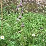 Ophrys scolopax Hábitos