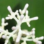 Chassalia corallioides Kvet