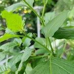 Solanum douglasii Bark