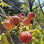 Sorbus domestica Fruto