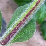 Kohleria warszewiczii Corteza