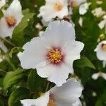 Camellia japonicaBloem