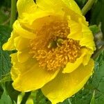 Paeonia ludlowii Цветок